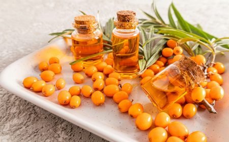 Essential oil of sea buckthorn in glass bottle with yellow berries on the branch with green leaves