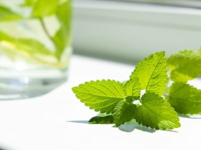 Mint leaf on window sill in sunlight. Fresh herbs for health and food.